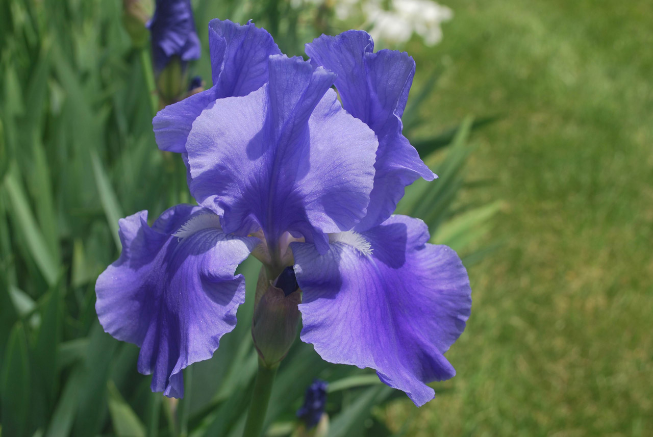 iris flower lavender free photo