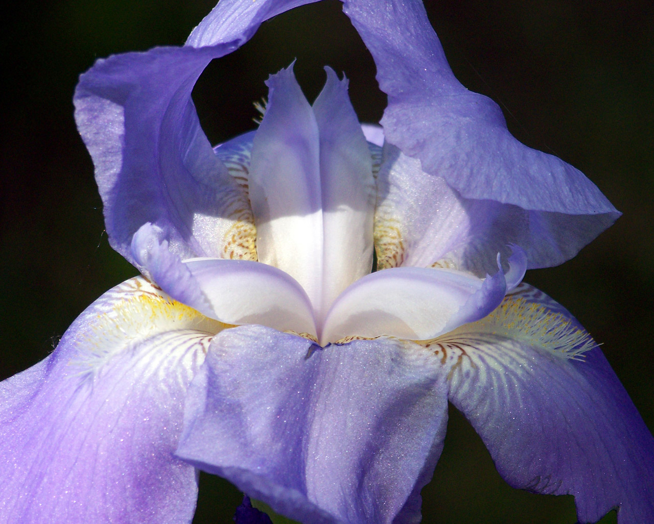 lavender iris flower free photo