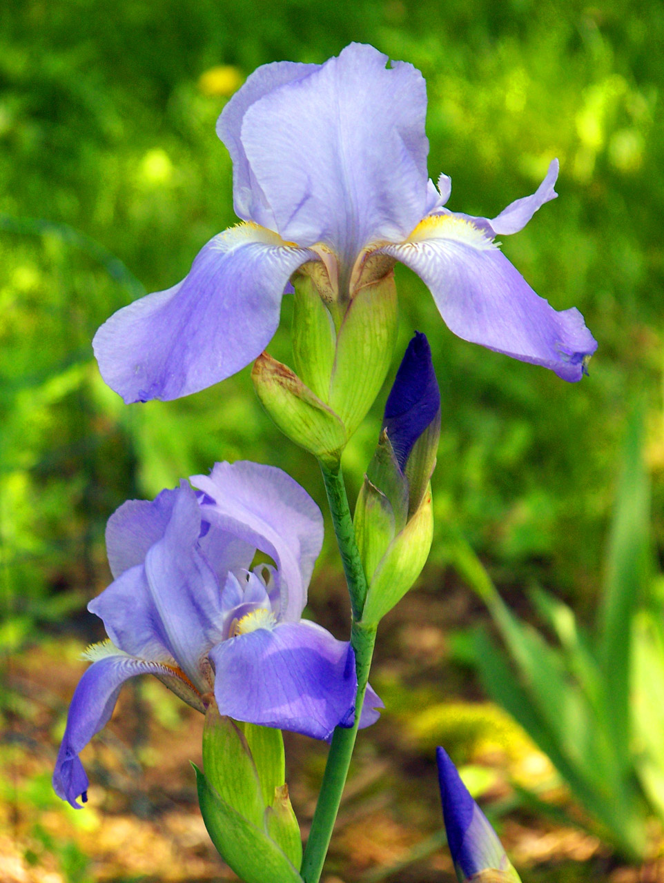 lavender iris flower free photo