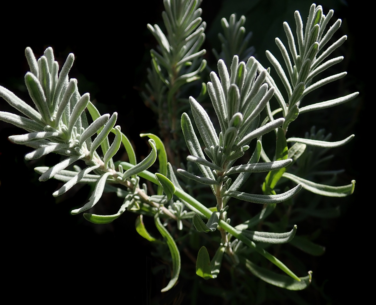 lavender leaves  garden  nature free photo