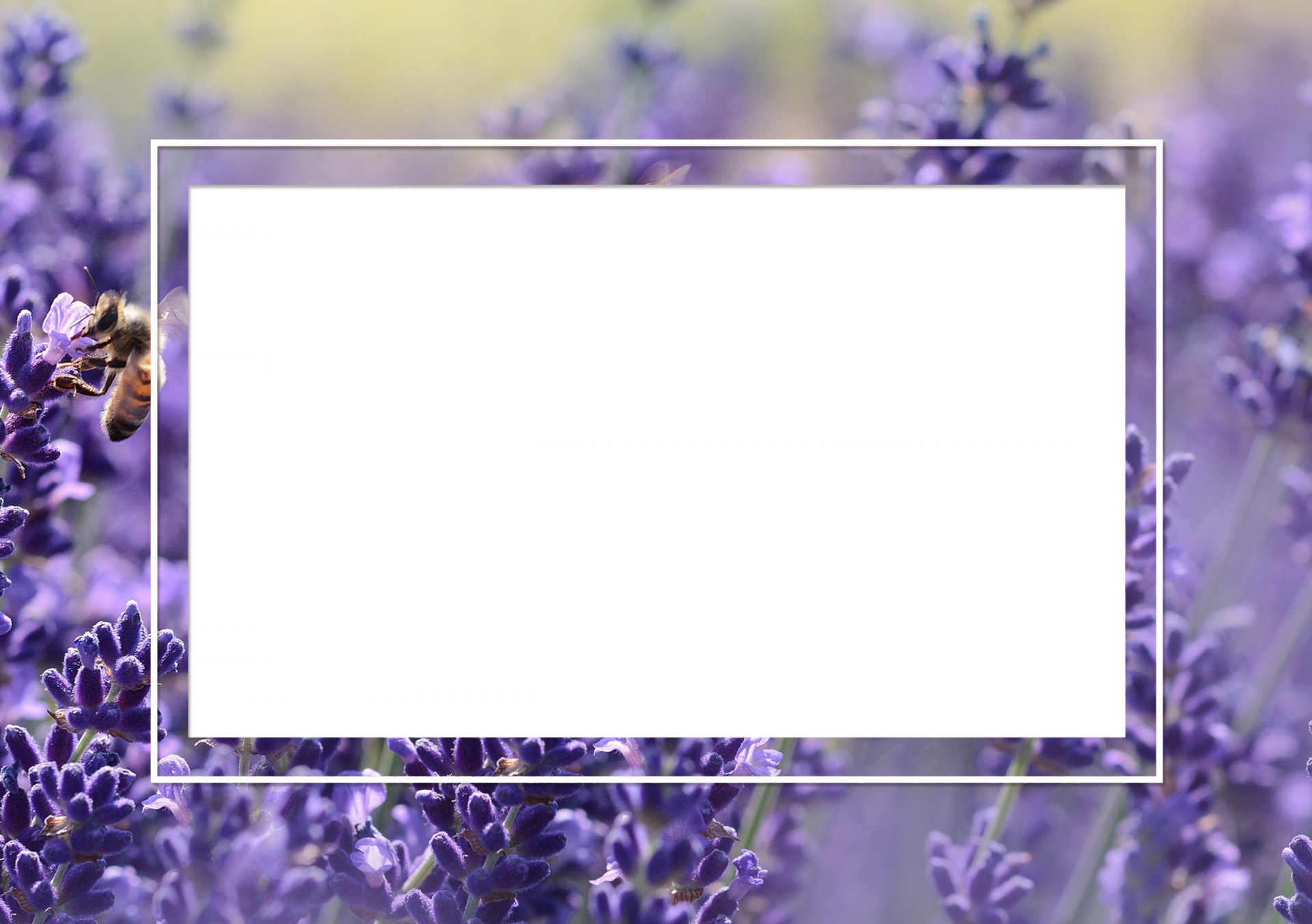 lavender background frame free photo