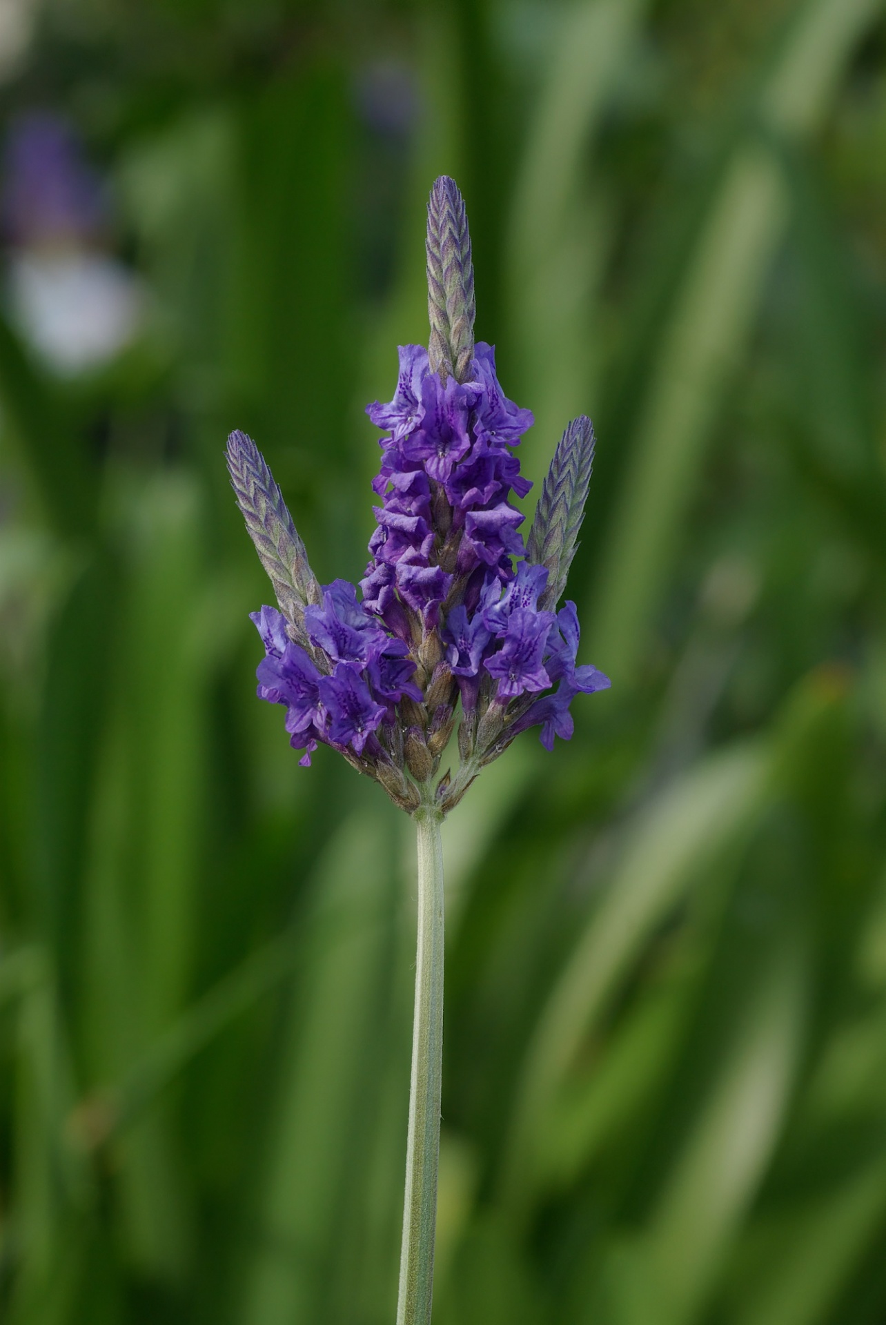 lavender plant macro free photo