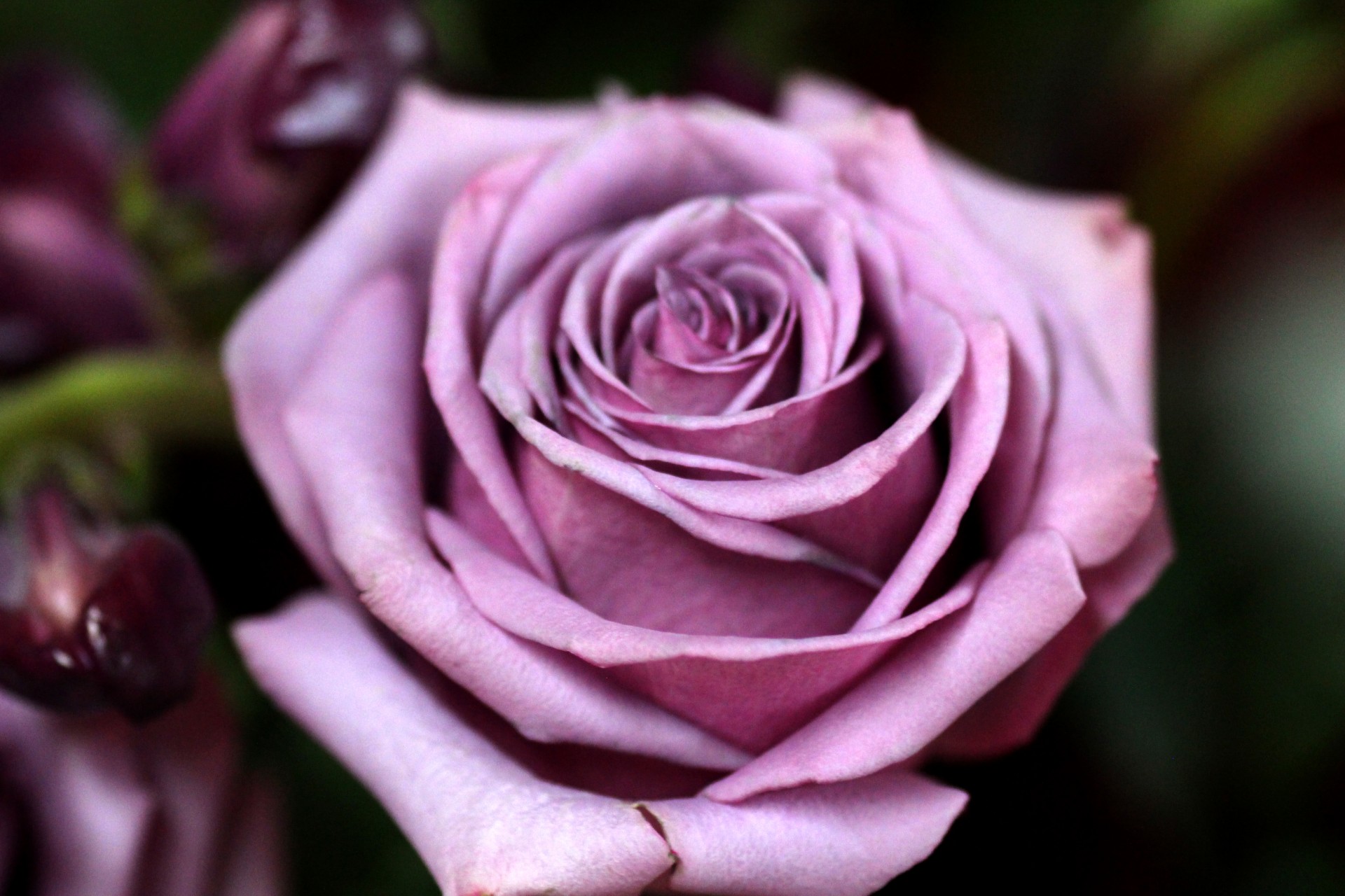 flowers purple rose lavender roses free photo