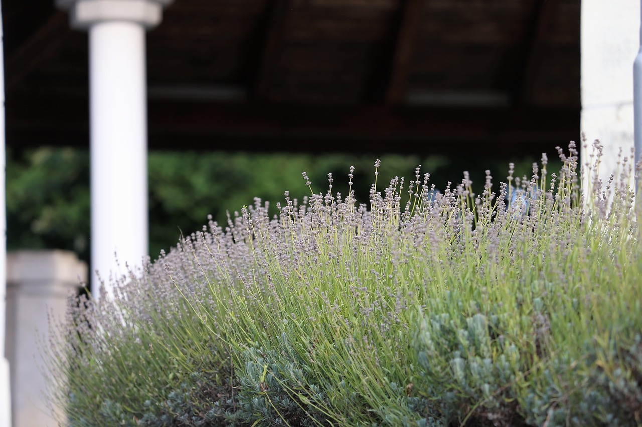 lavender row  flora  bloom free photo