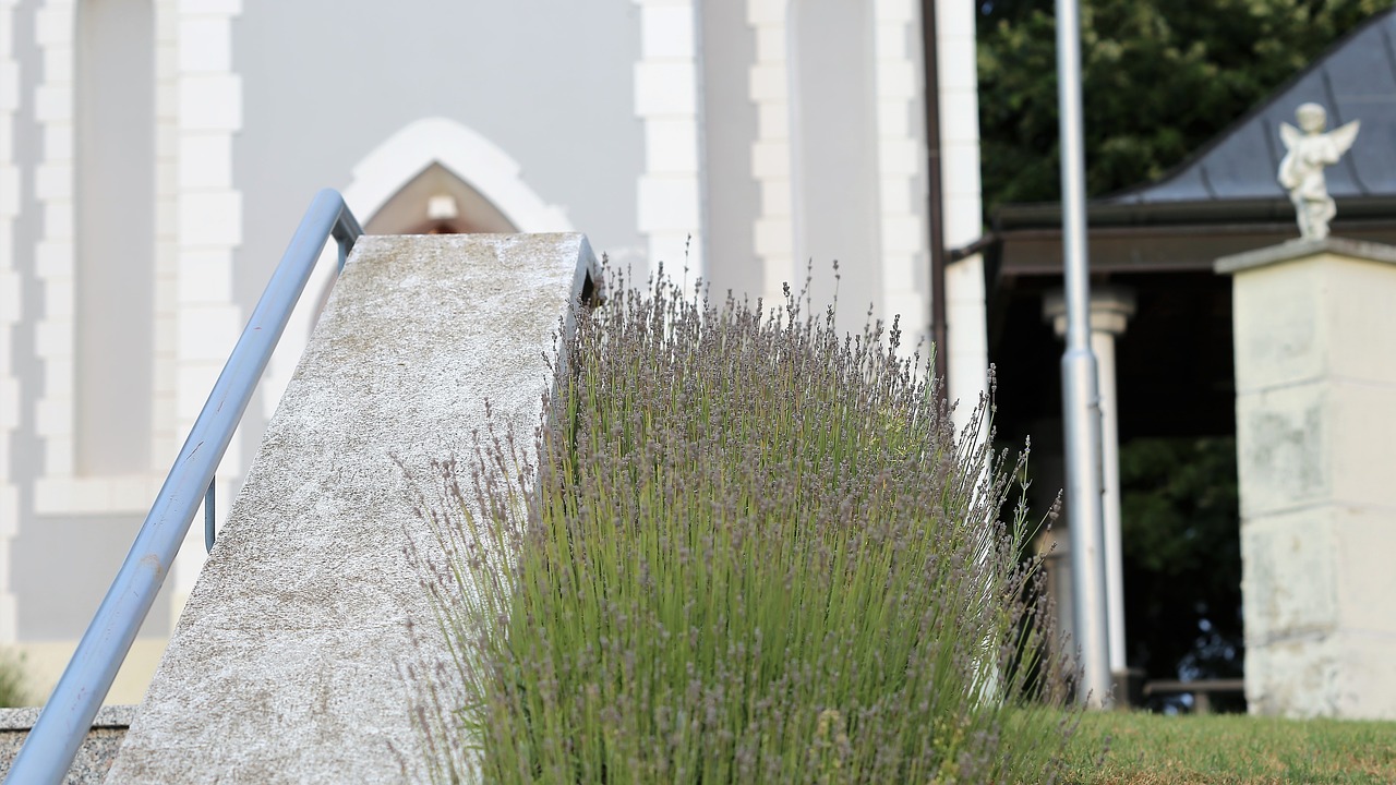 lavender row  flora  bloom free photo