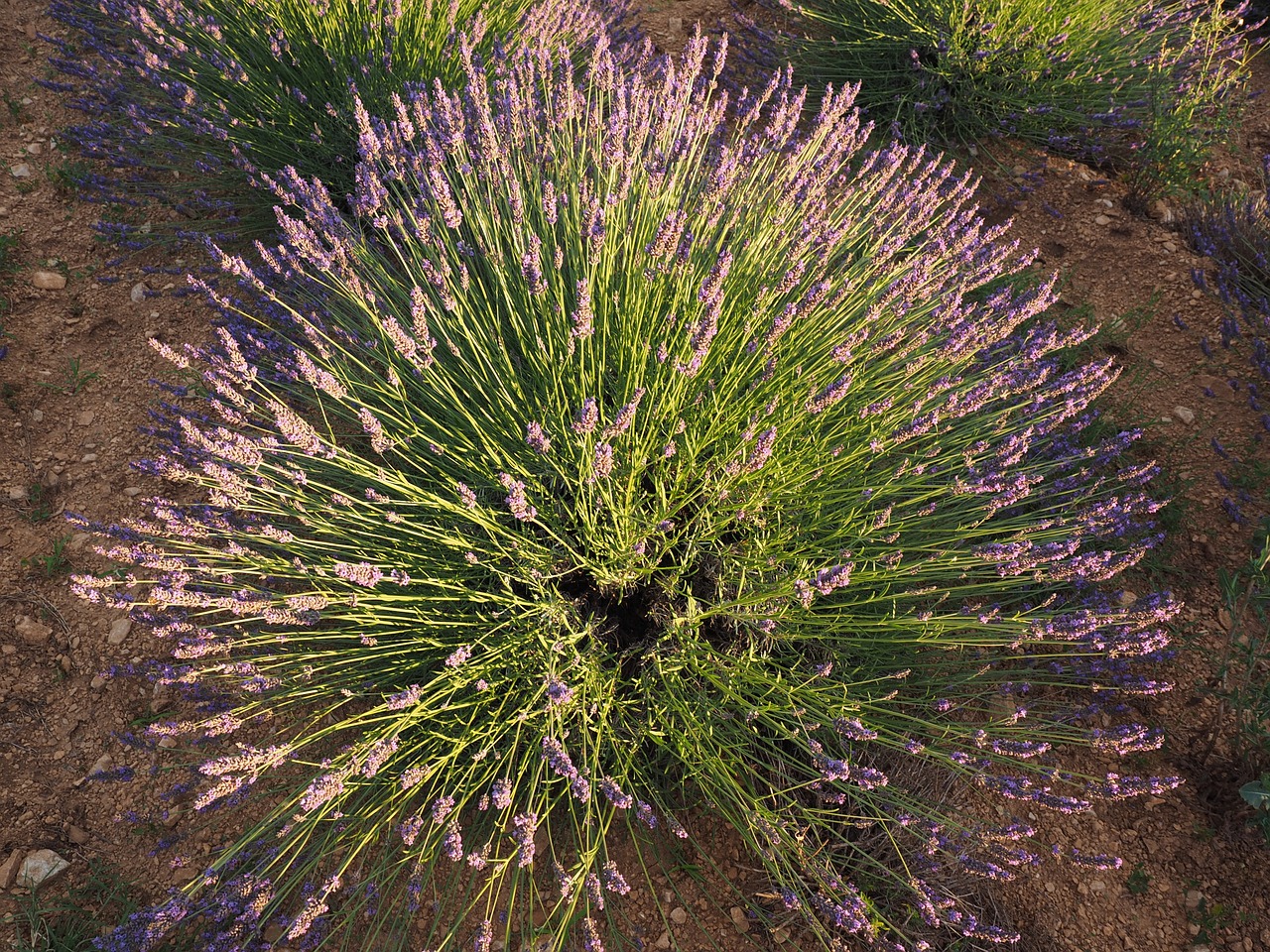 lavender shrub lavender evening sun free photo