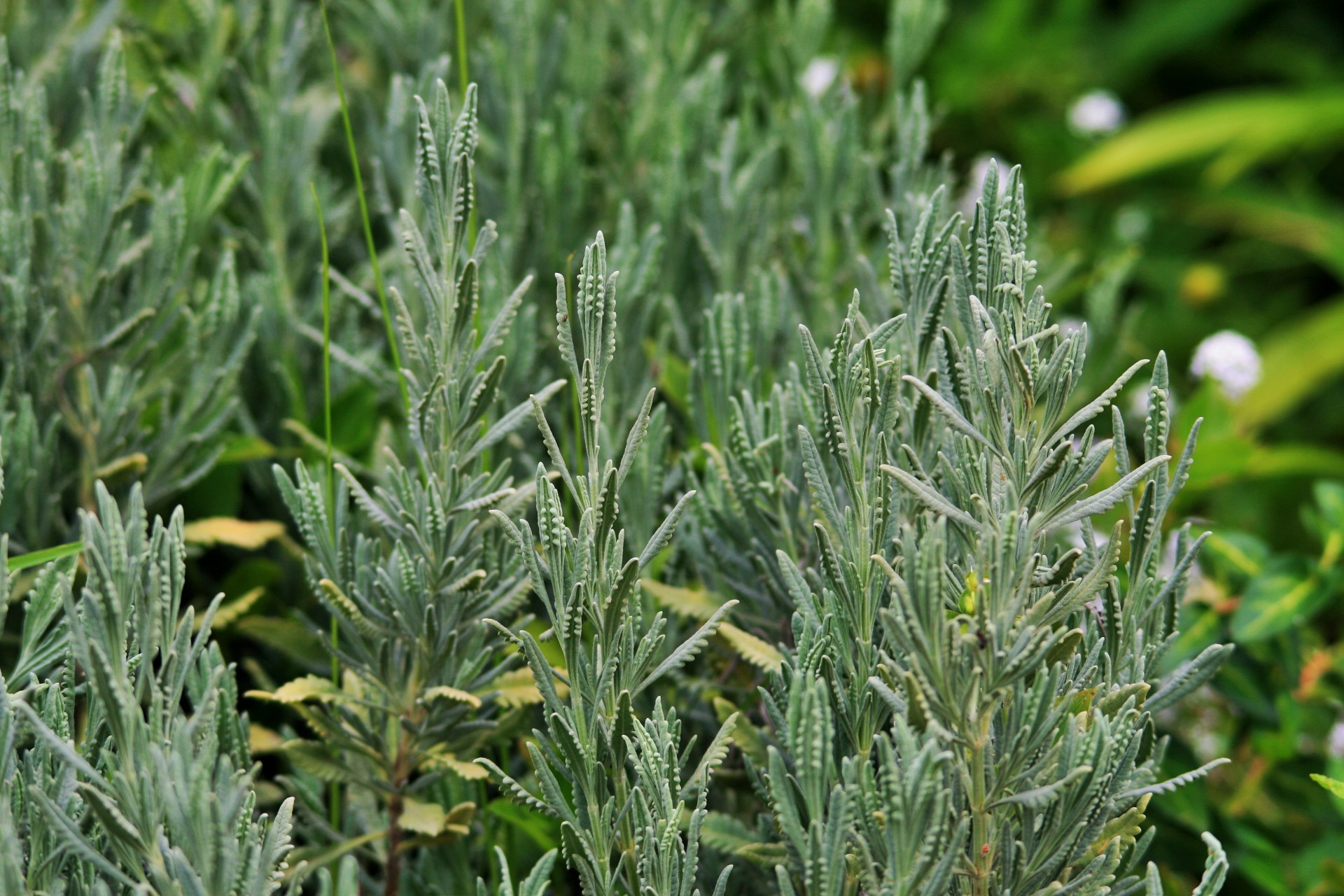 lavender herb foliage free photo