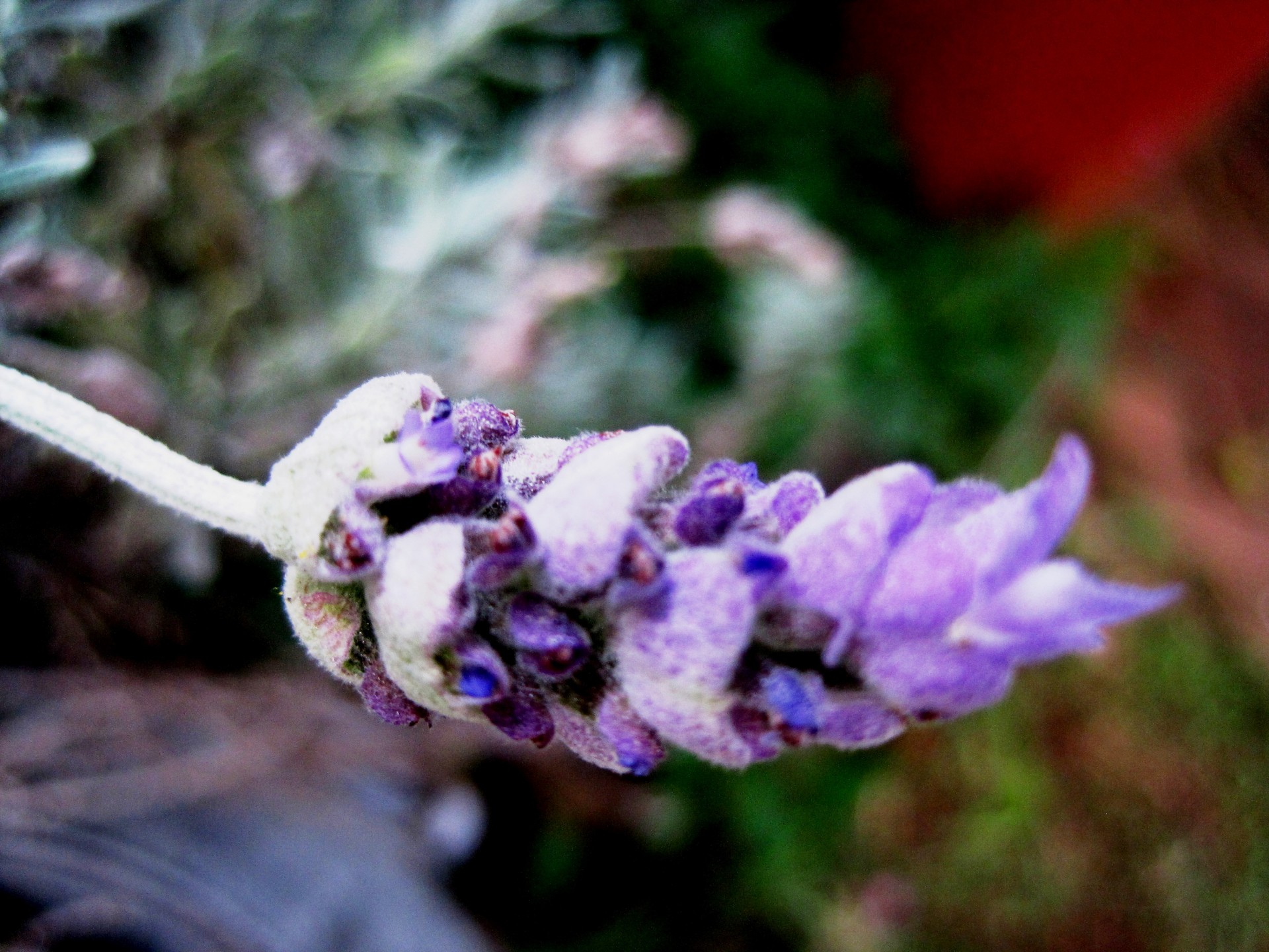 lavender flower florets free photo