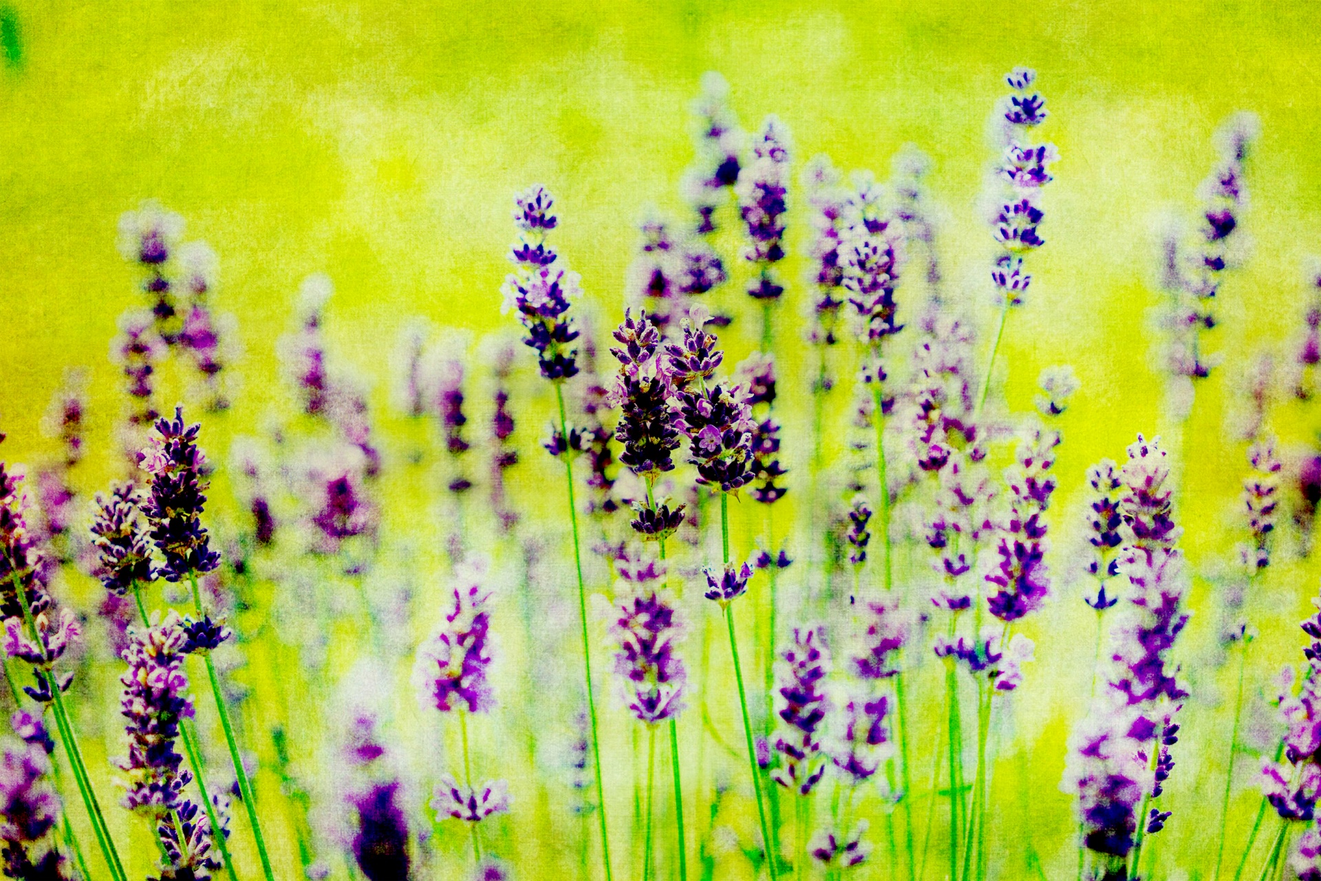 lavender vintage flowers free photo