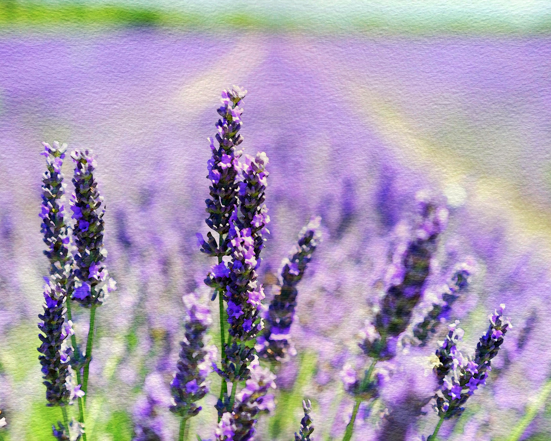 lavender fields field free photo