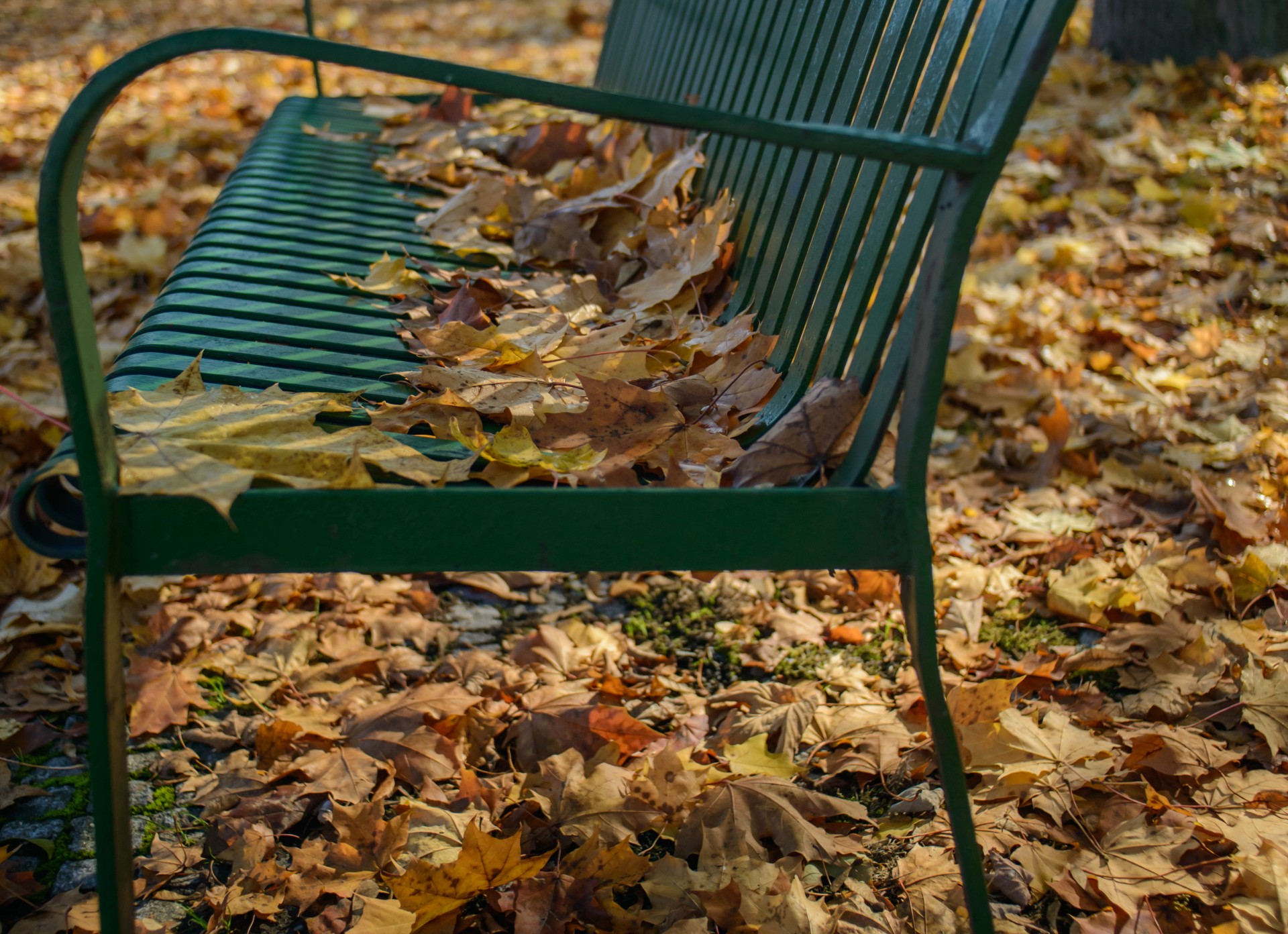 bench park autumn free photo