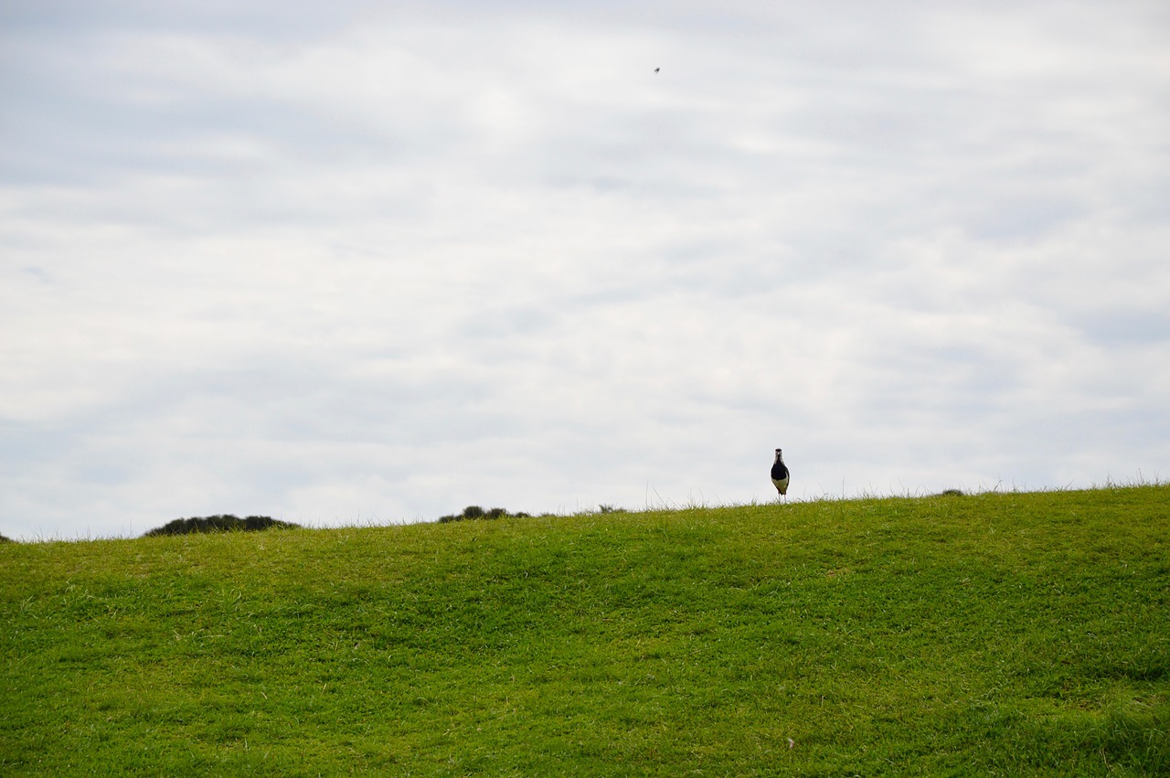 lawn green grass free photo