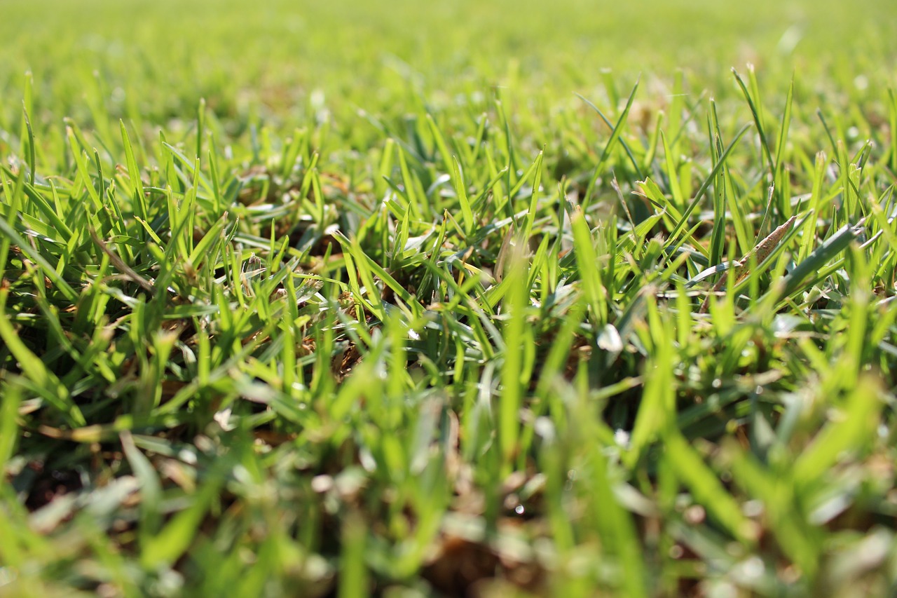 lawn grass golf free photo