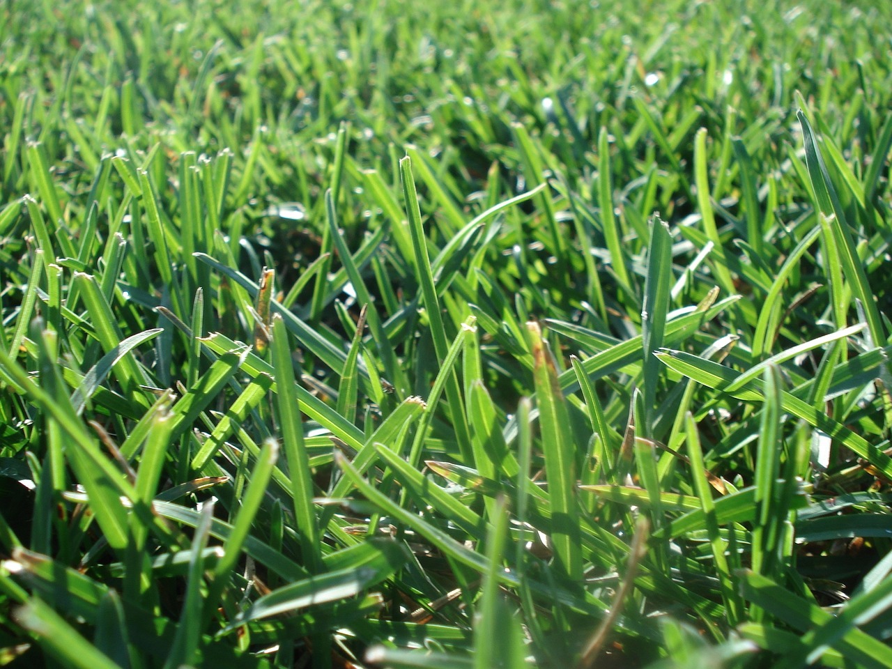 lawn grass turf free photo
