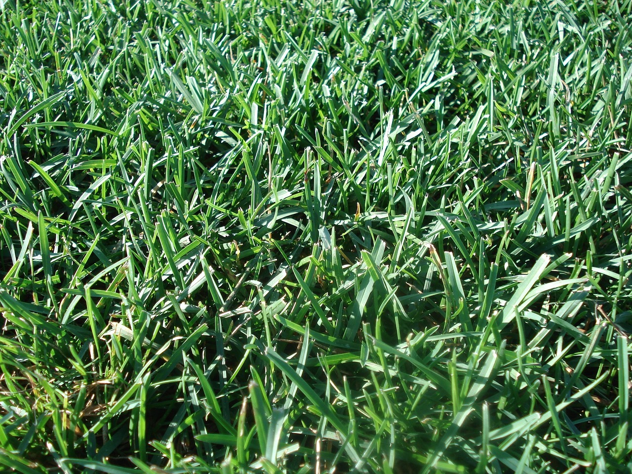 lawn turf environment free photo