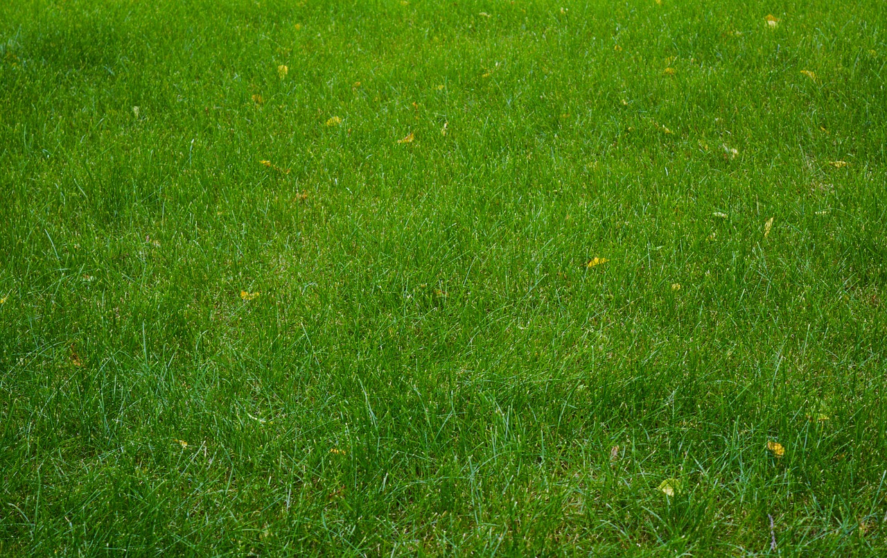 lawn grass field free photo