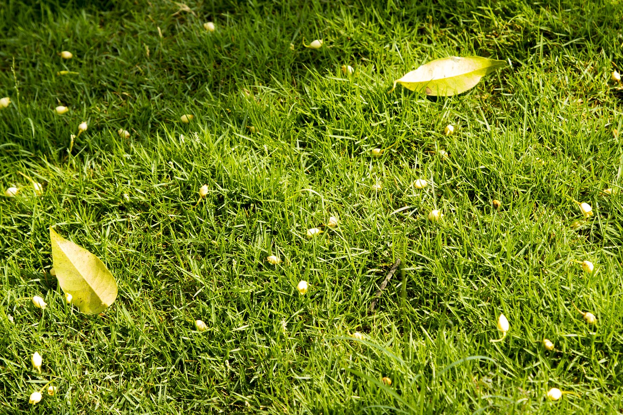 lawn green grass green lawn grass free photo