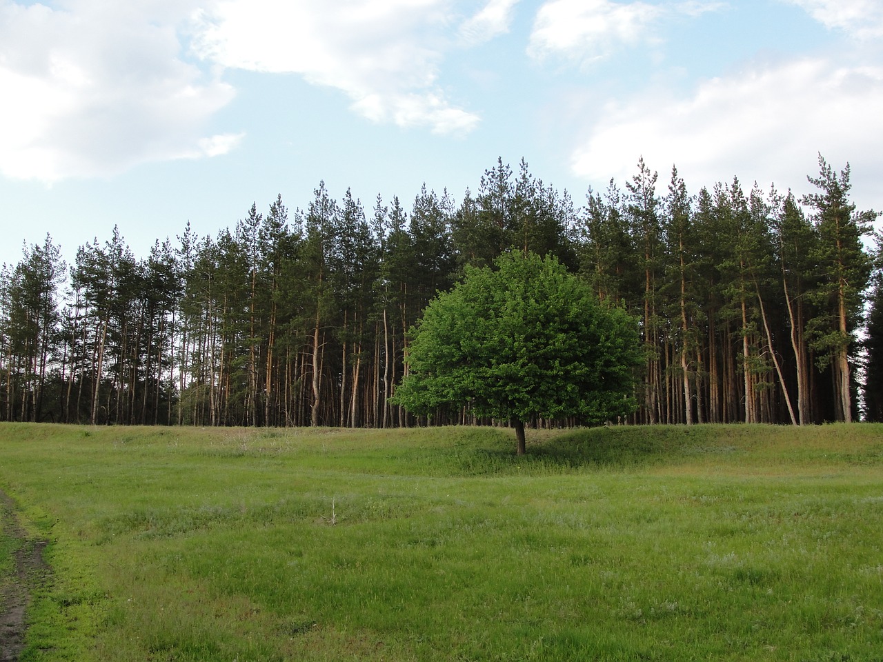 lawn pine tree free photo