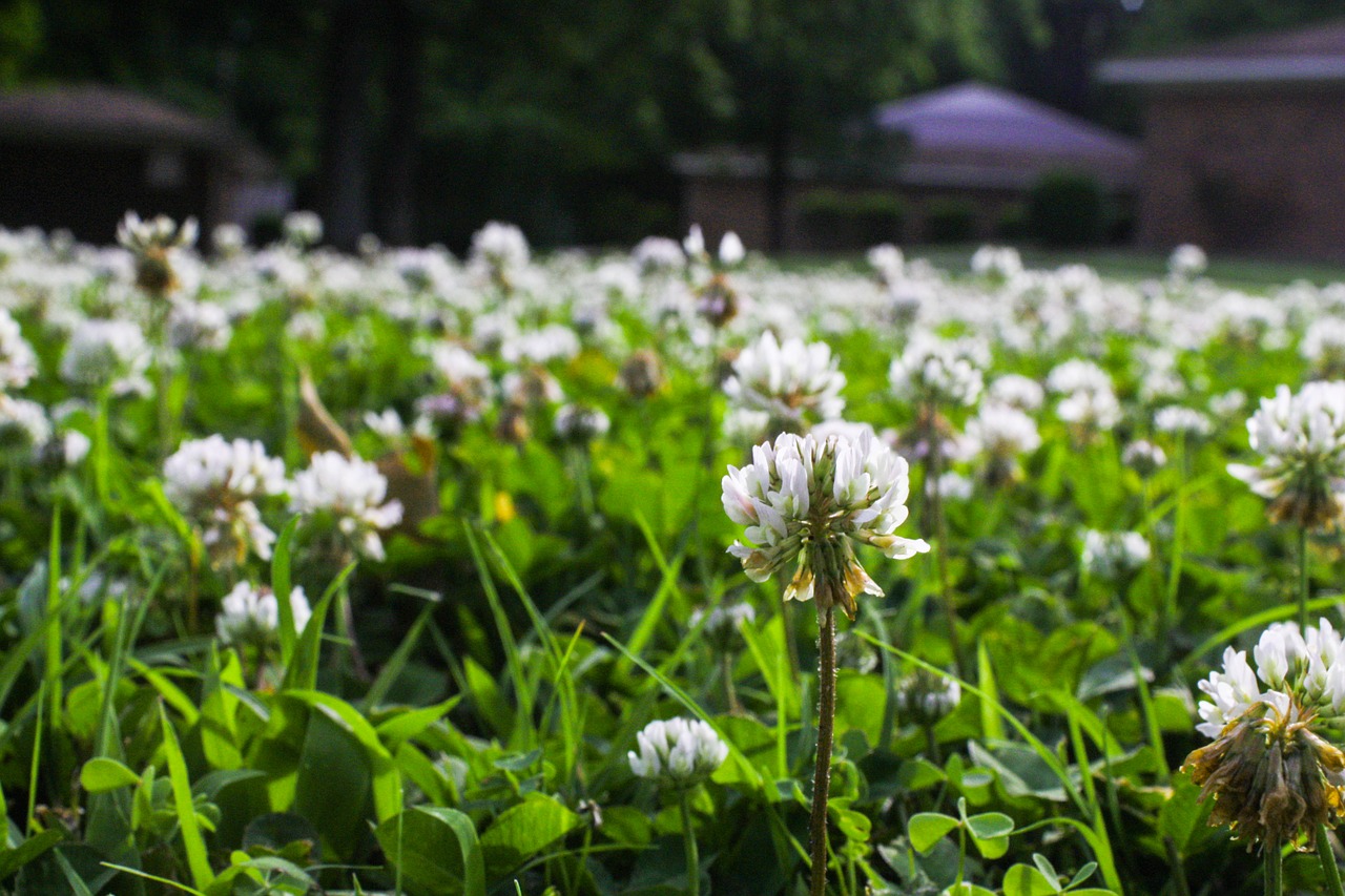 lawn grass green free photo