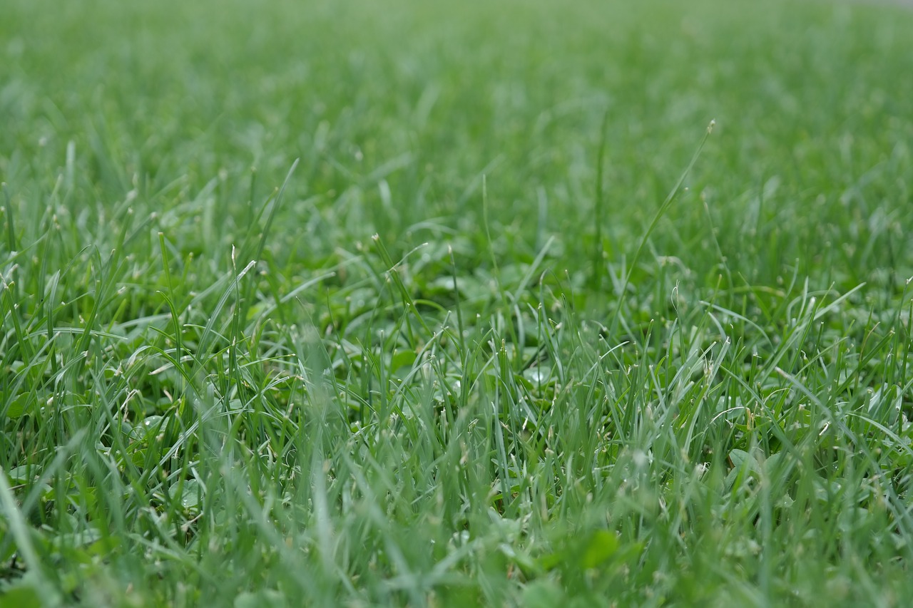 lawn grass green free photo