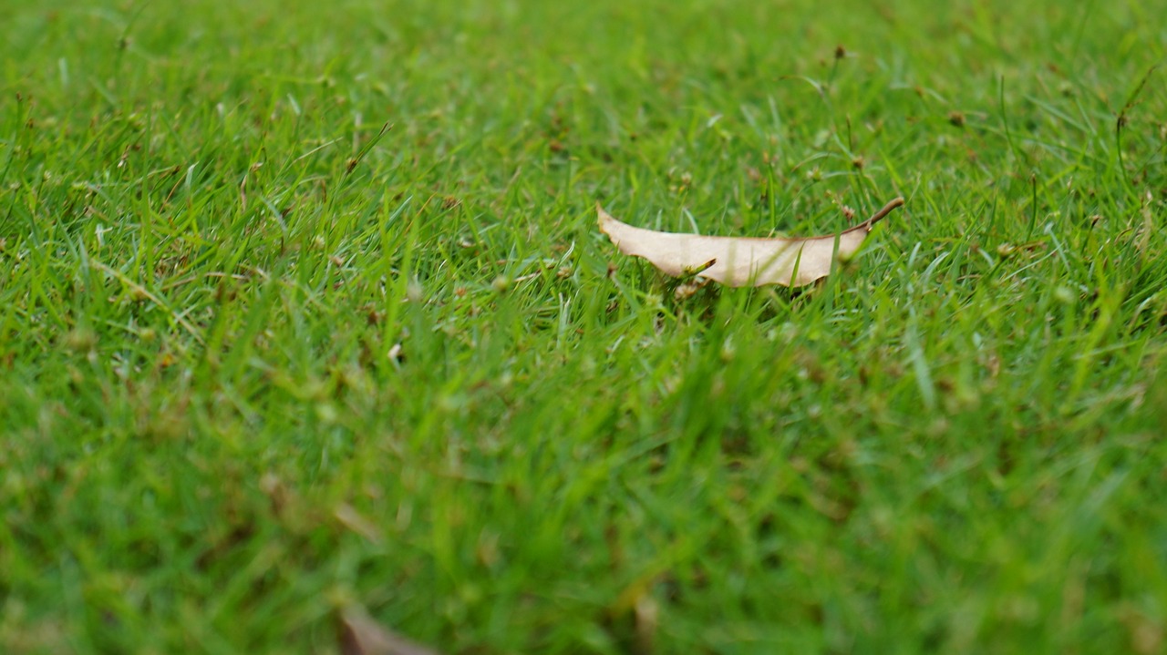 lawn defoliation autumn free photo