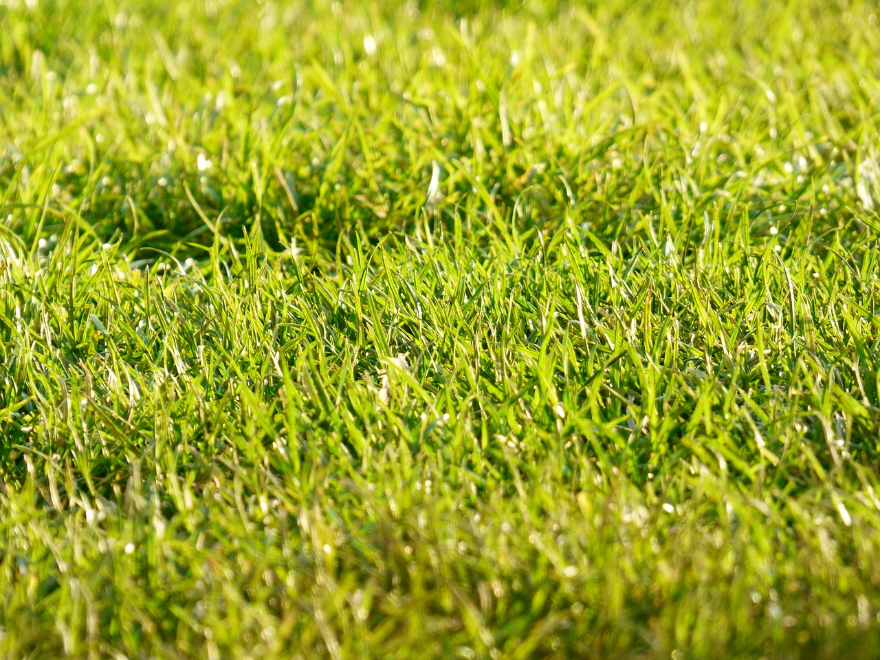 lawn garden clear free photo