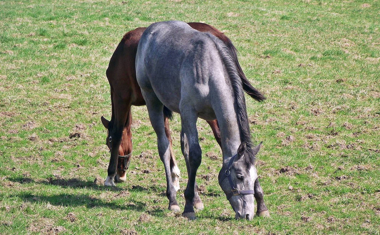 lawn mammals horses free photo