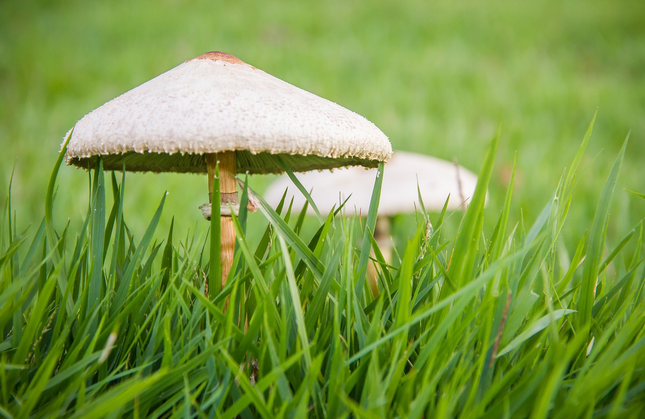 lawn mushroom fungi free photo