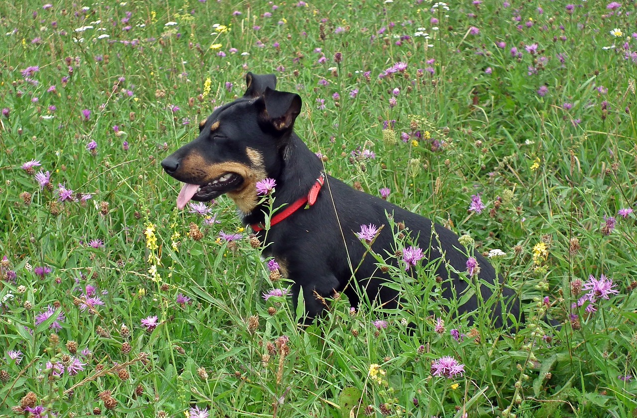 lawn meadow nature free photo