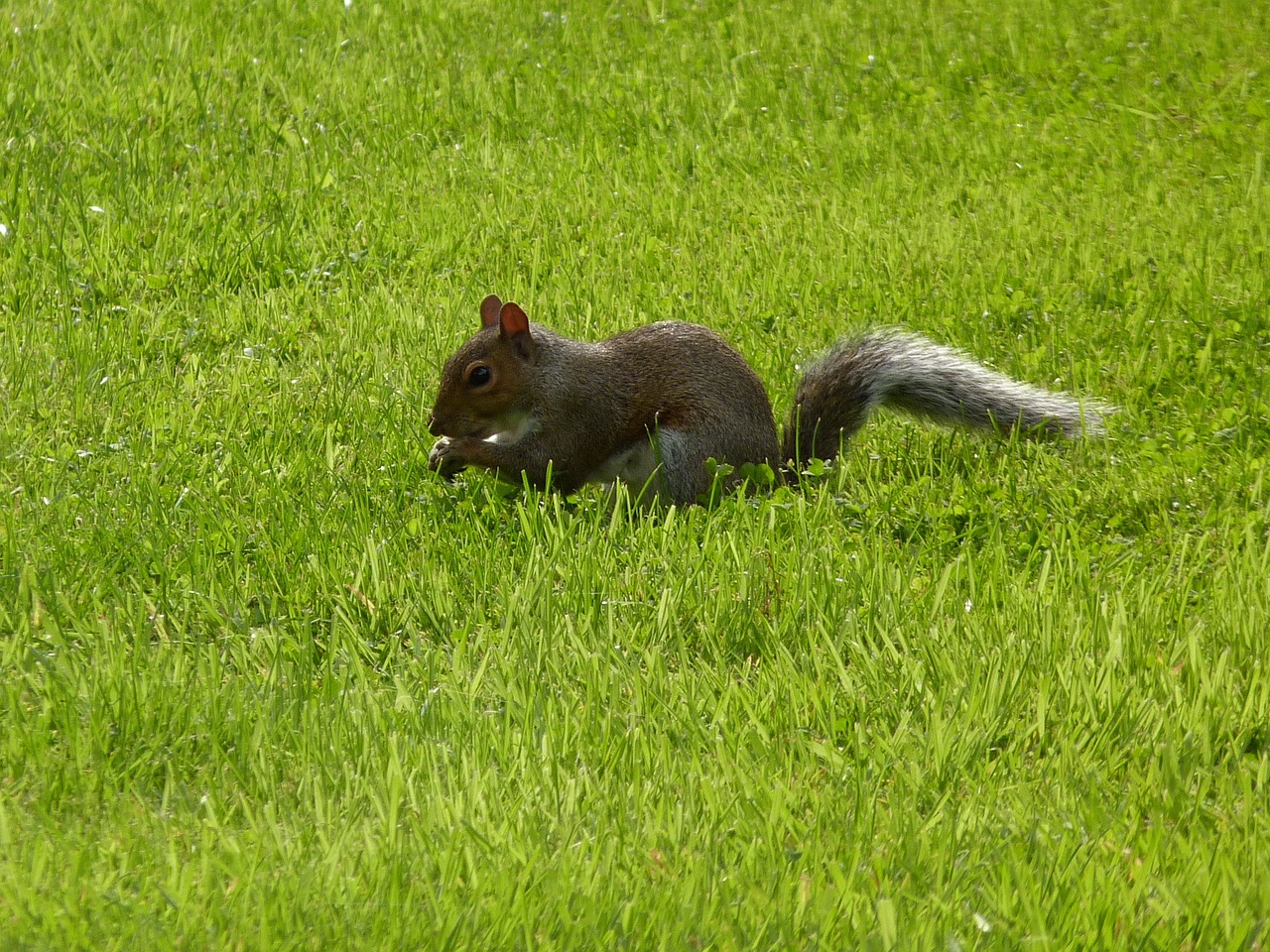 lawn mammals nature free photo