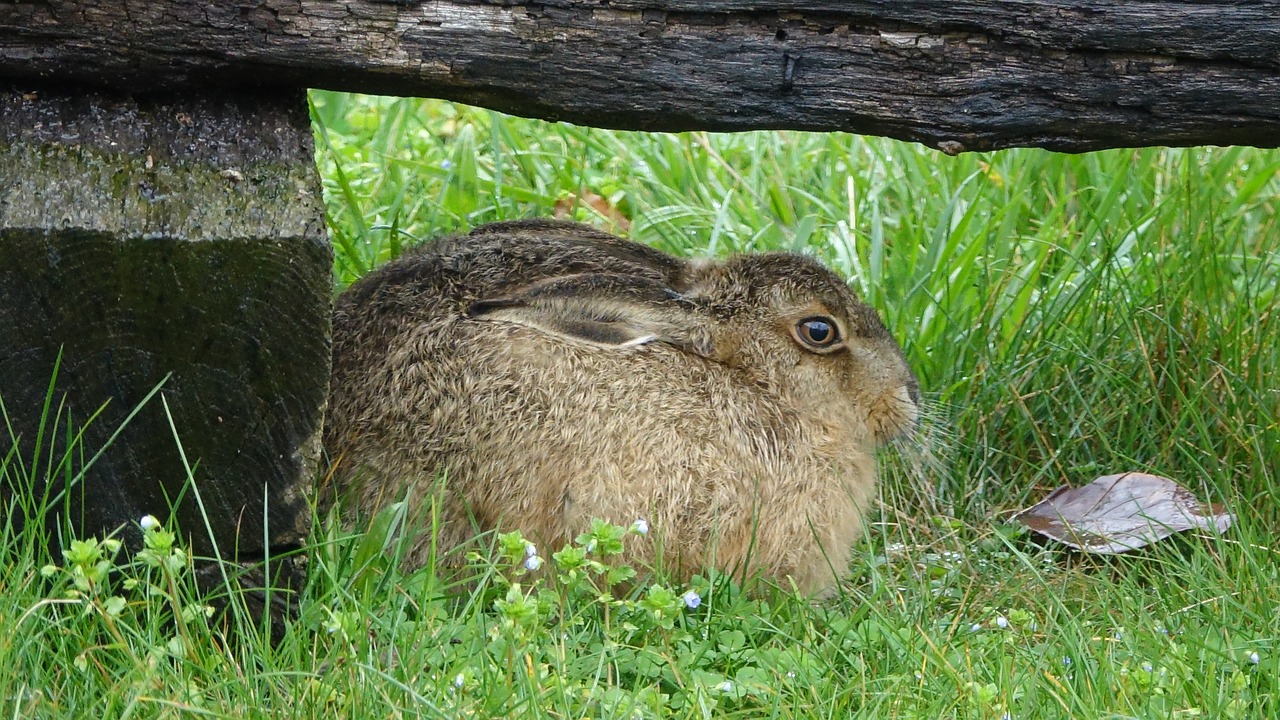 lawn nature hare free photo