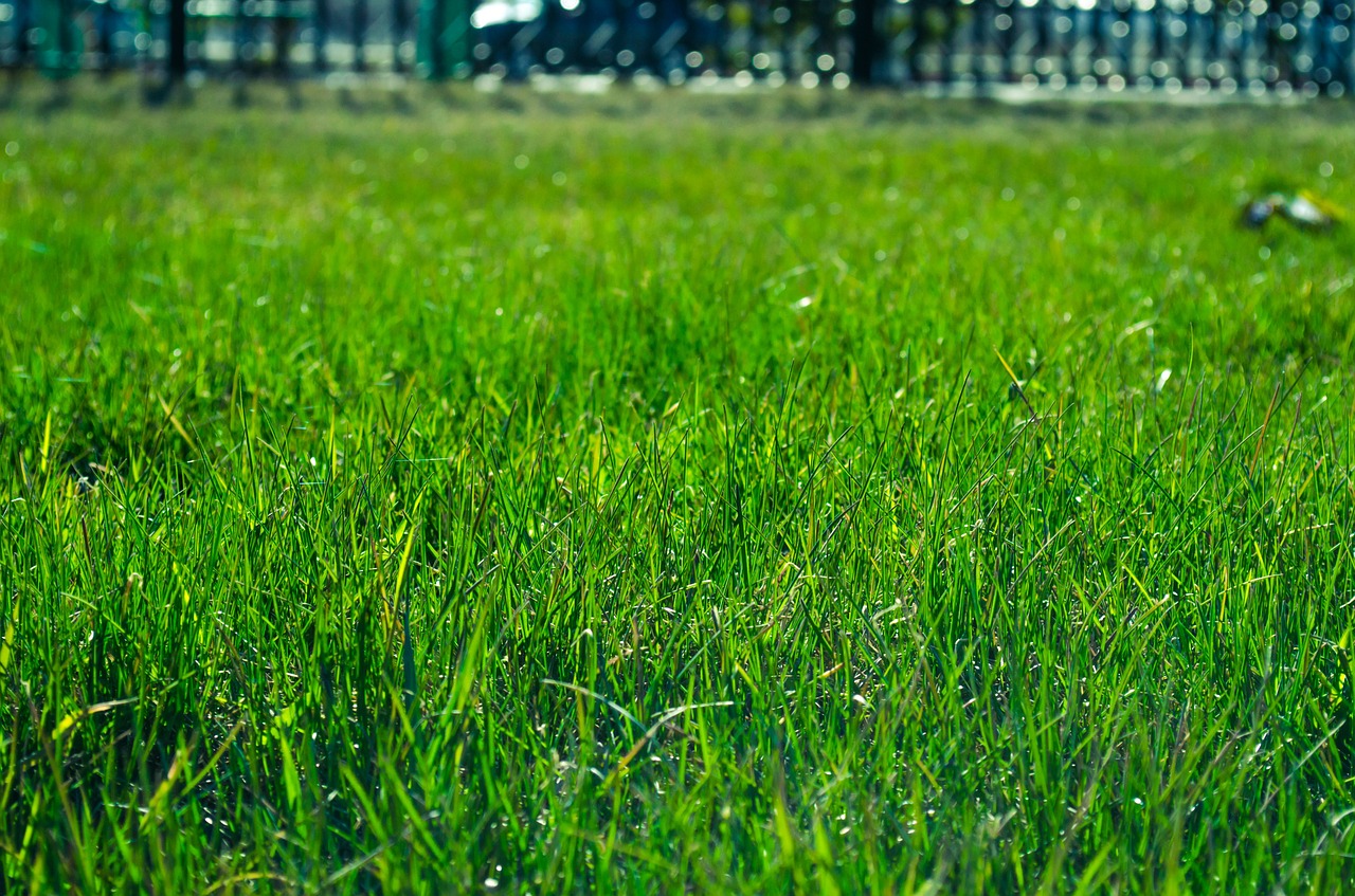 lawn grass green free photo