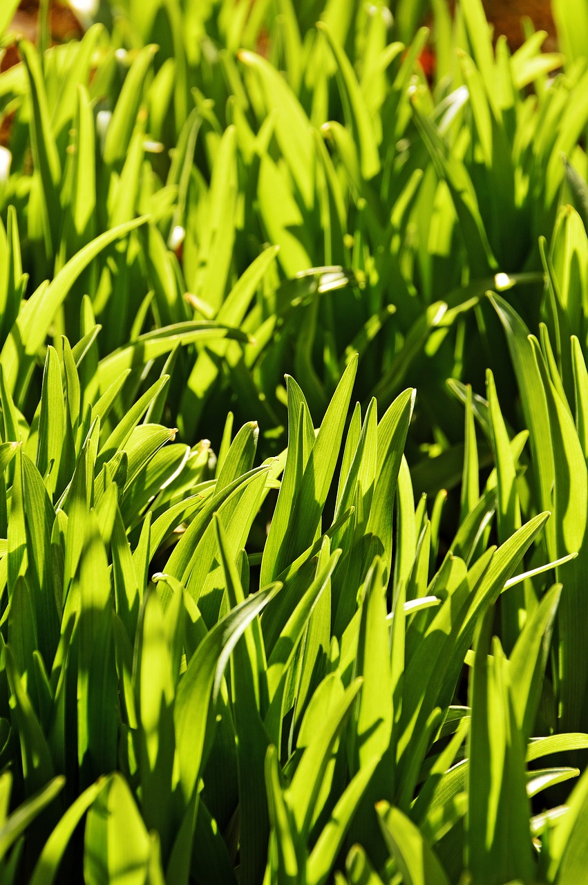 lawn leaf plants plant free photo