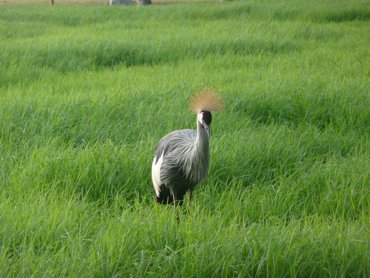 lawn nature field free photo