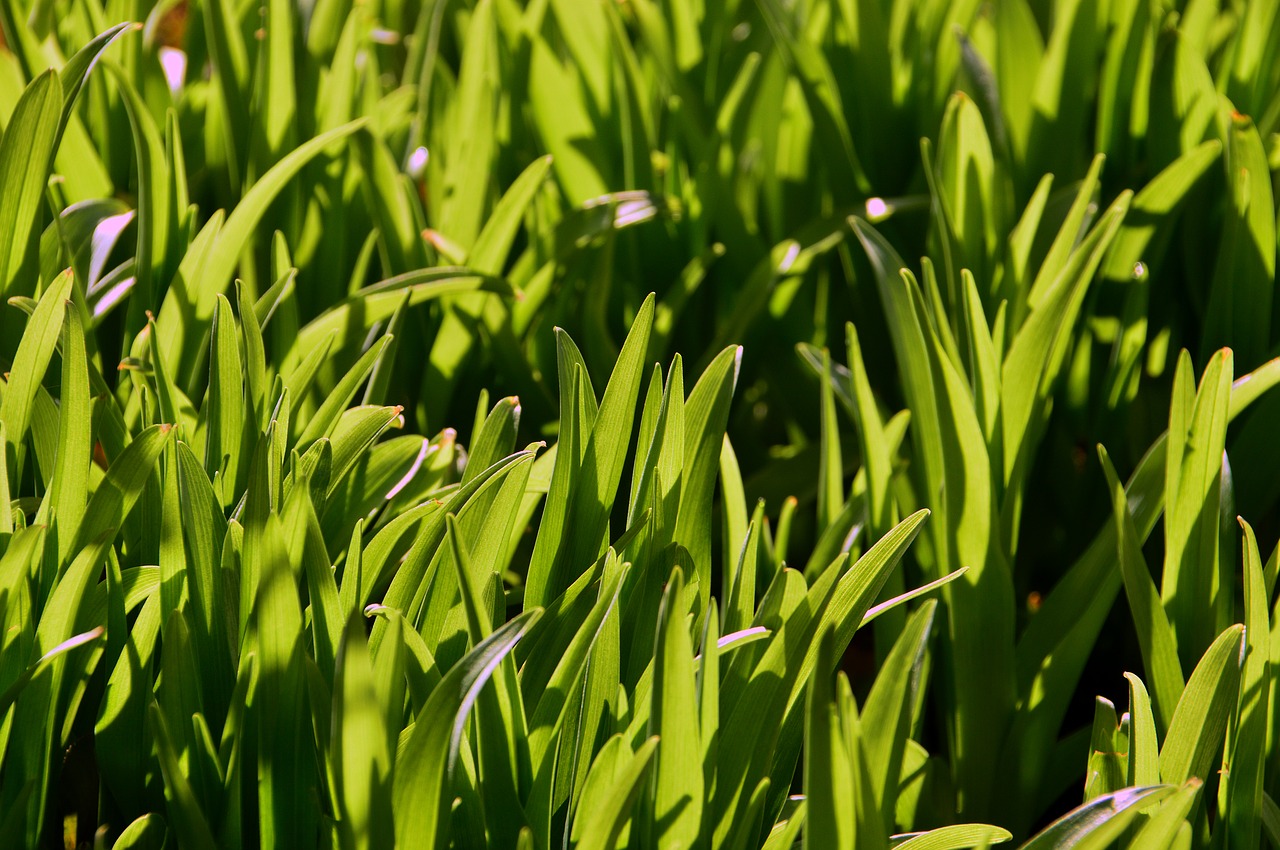 lawn plant leaf plants free photo