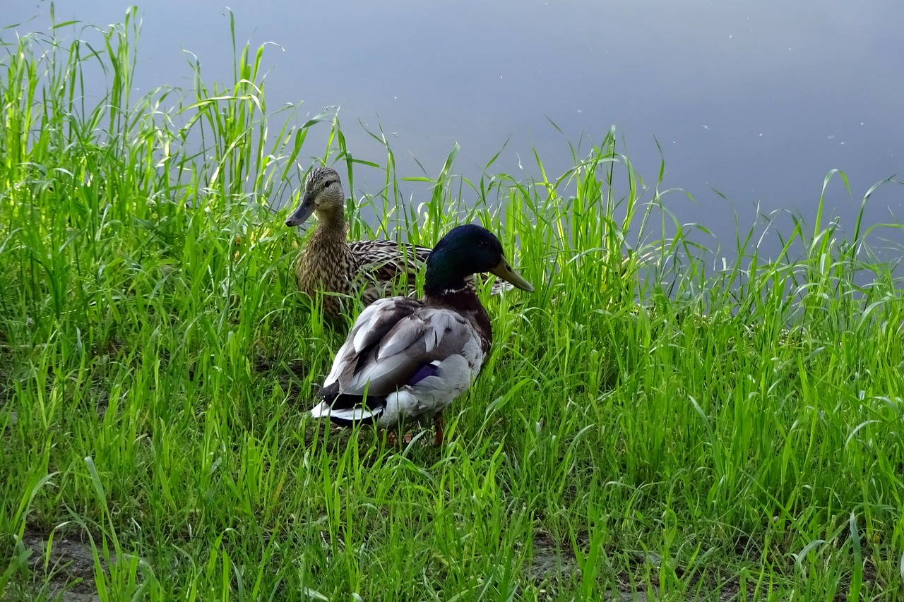 lawn nature birds free photo