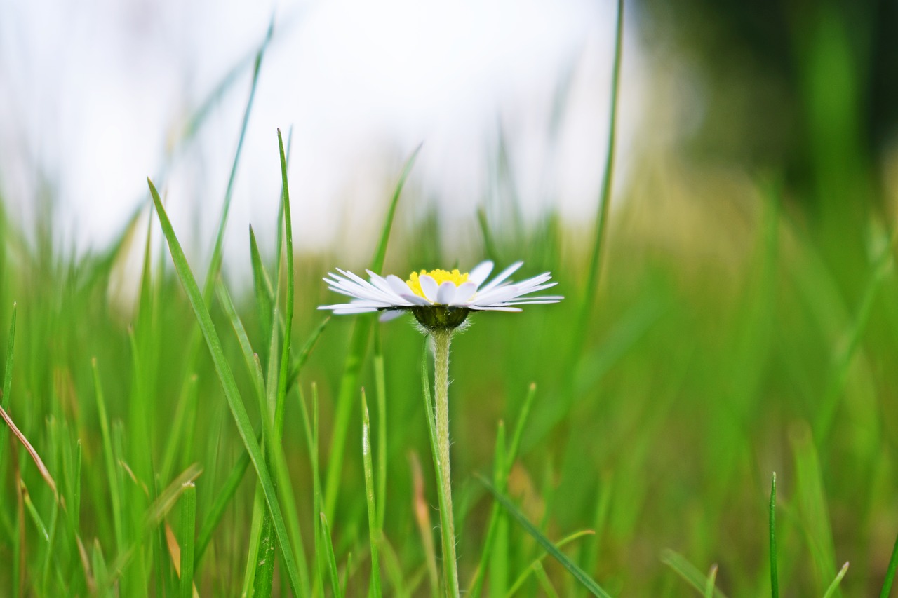 lawn  nature  meadow free photo