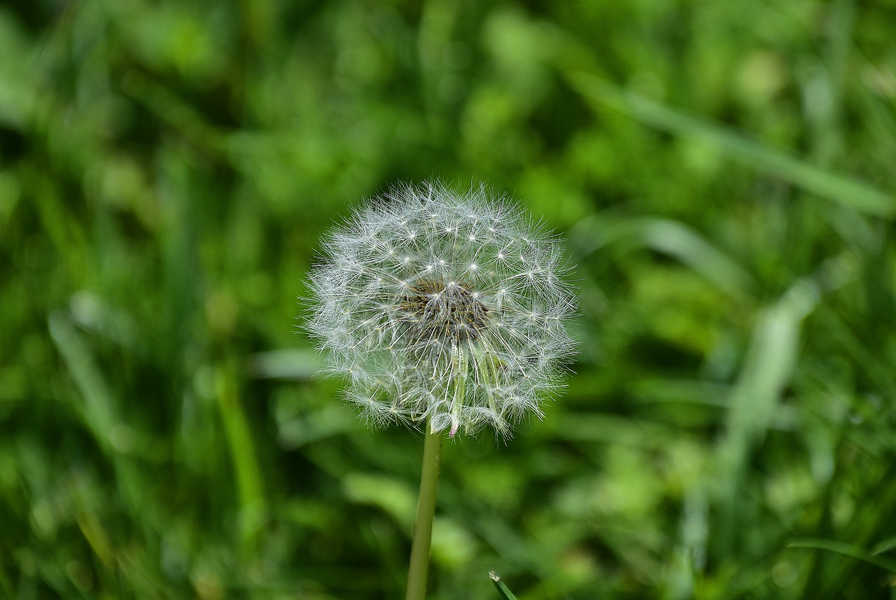 lawn  nature  plant free photo