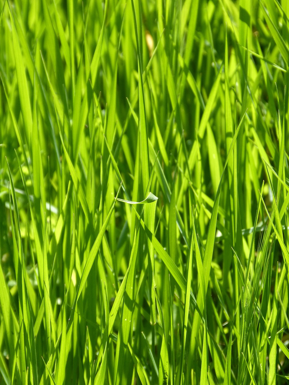 lawn  lush  plant free photo