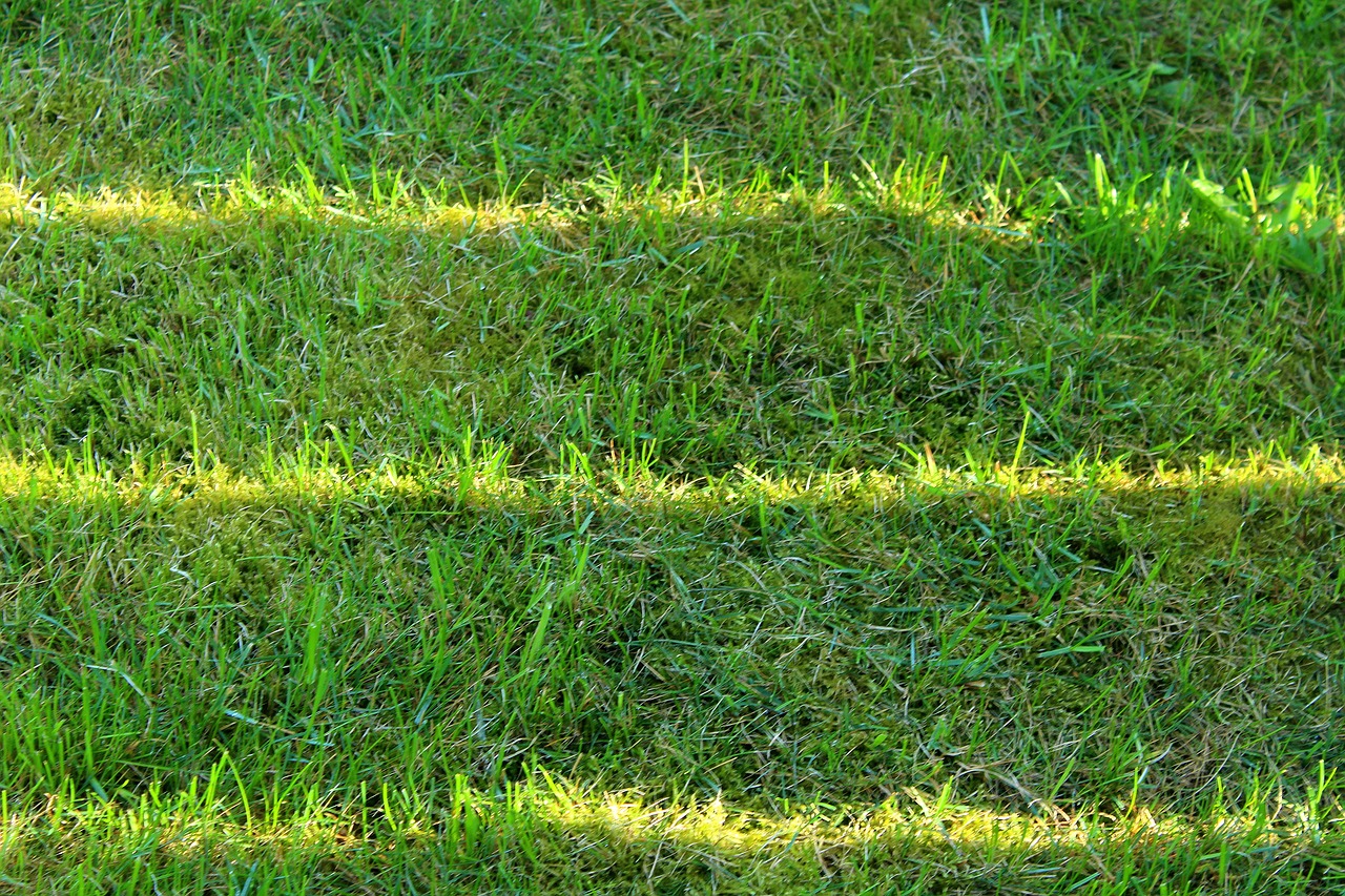 lawn  the light  nature free photo