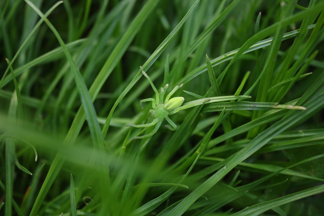 lawn  plant  leaf free photo