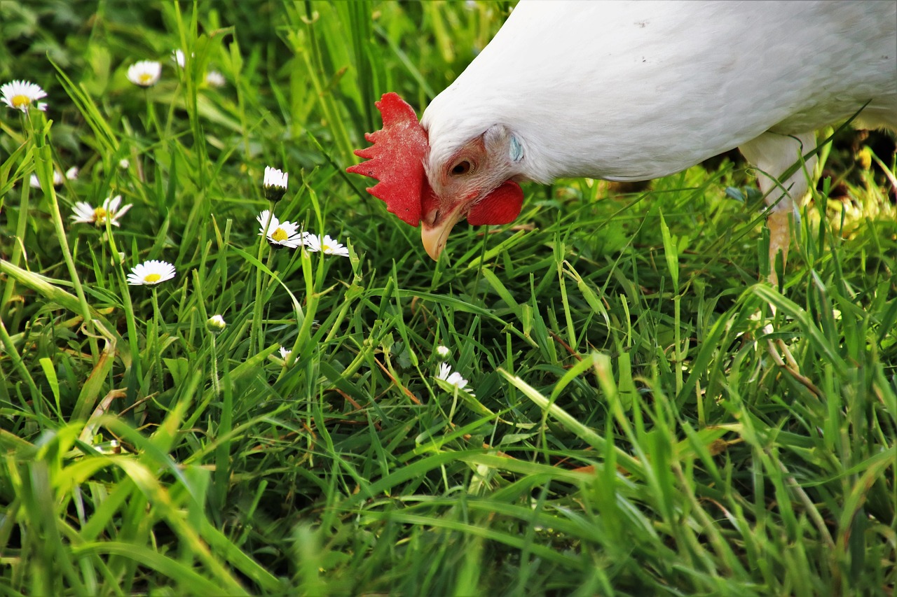 lawn  nature  farm free photo