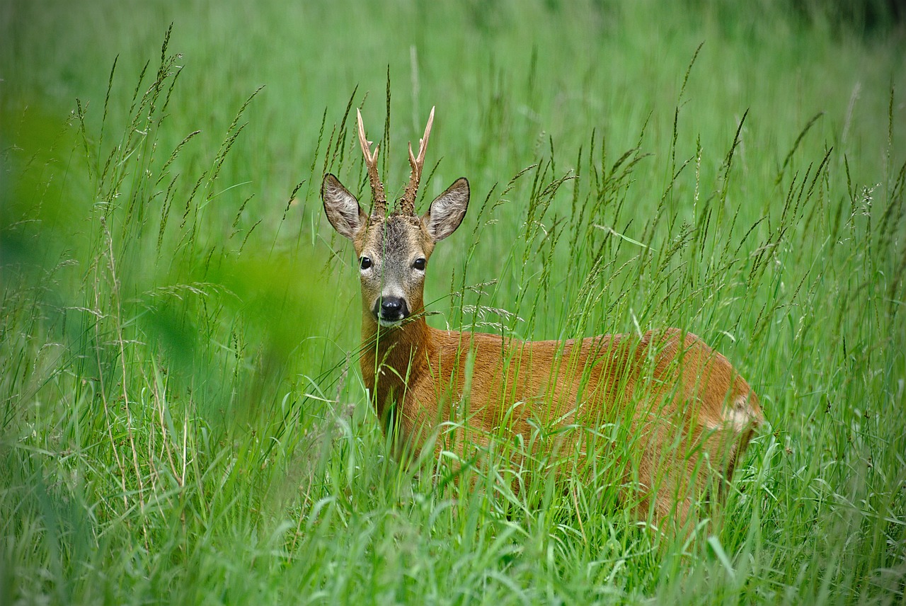 lawn  nature  animals free photo