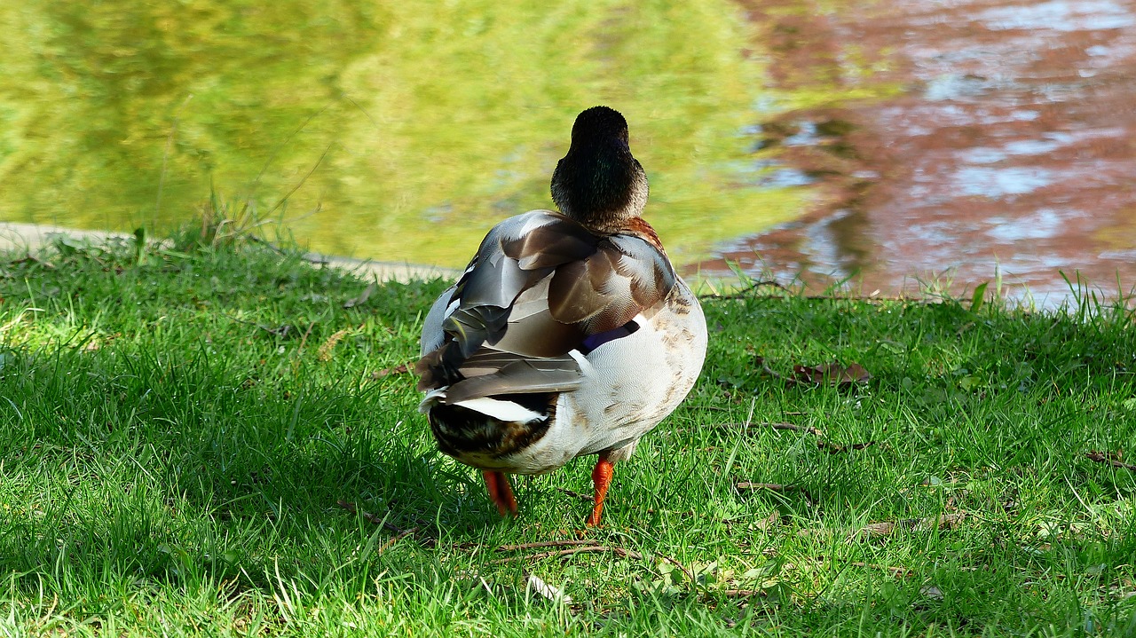 lawn  nature  duck free photo