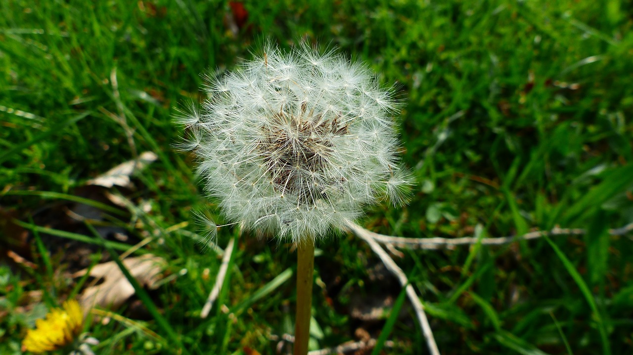 lawn  nature  dandelion free photo