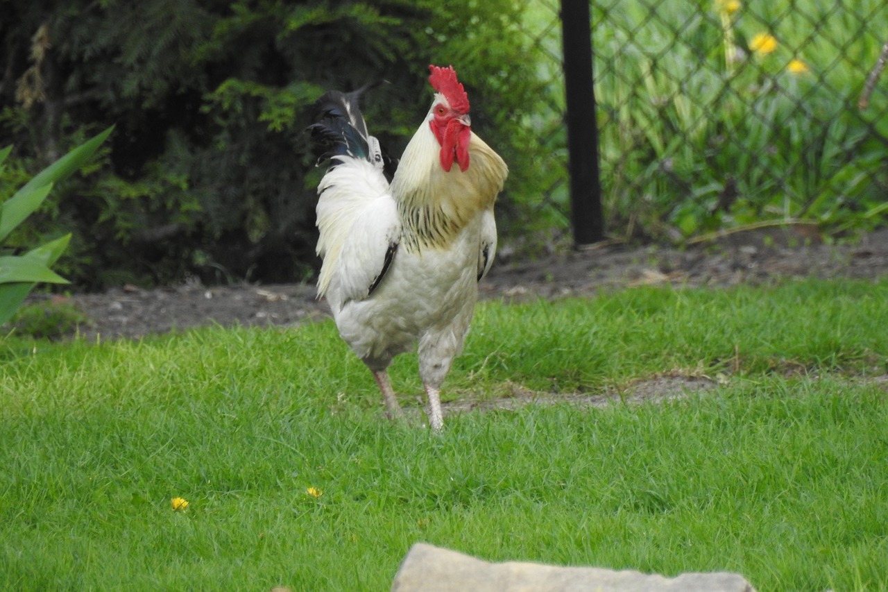 lawn  nature  birds free photo