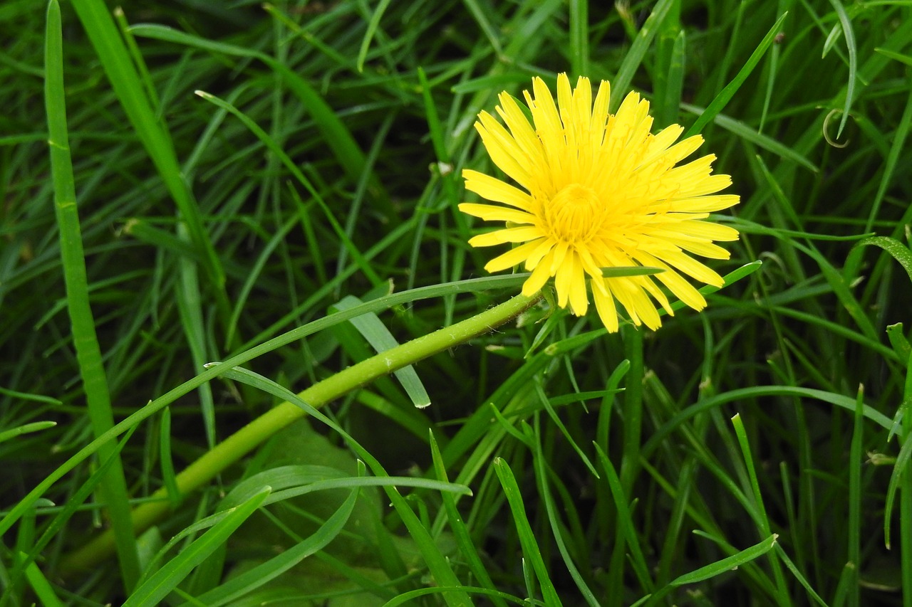 lawn  nature  plant free photo