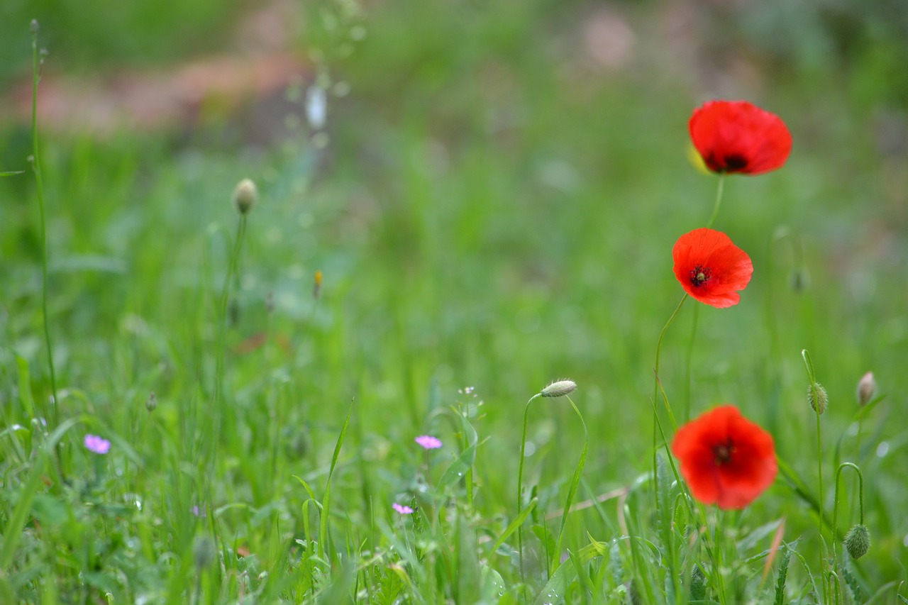 lawn  hayfield  natural free photo