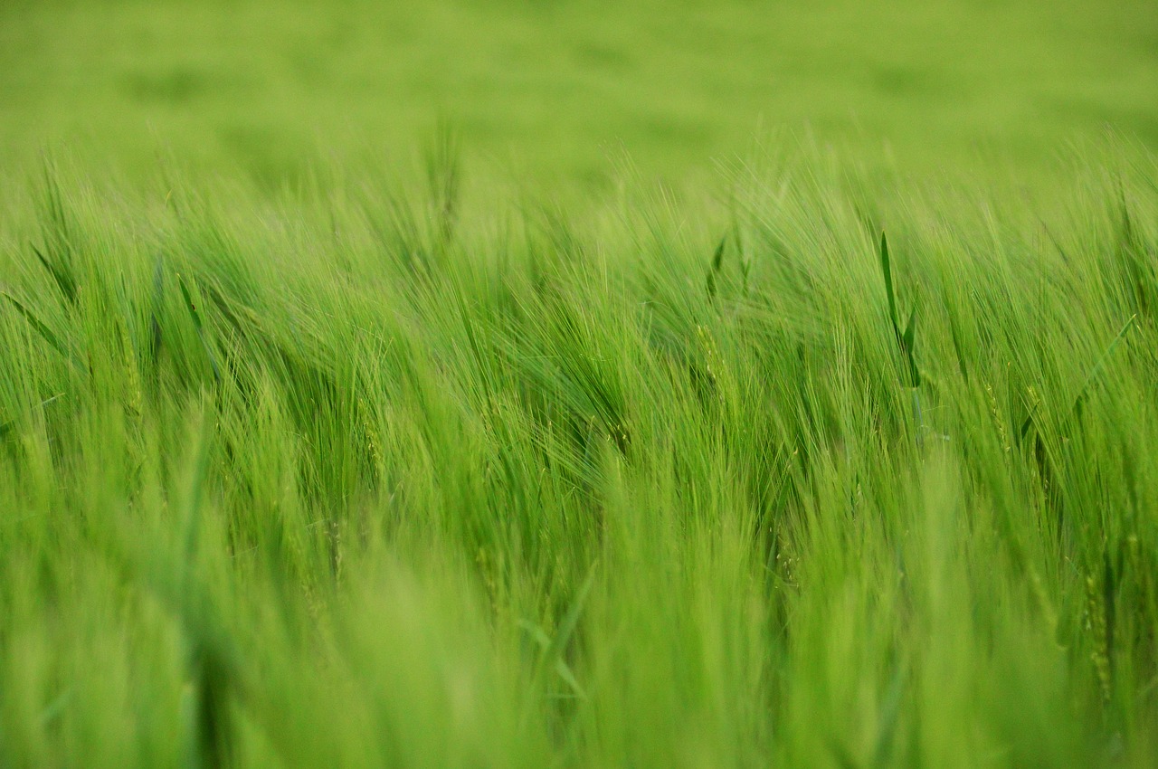 lawn  field  meadow free photo