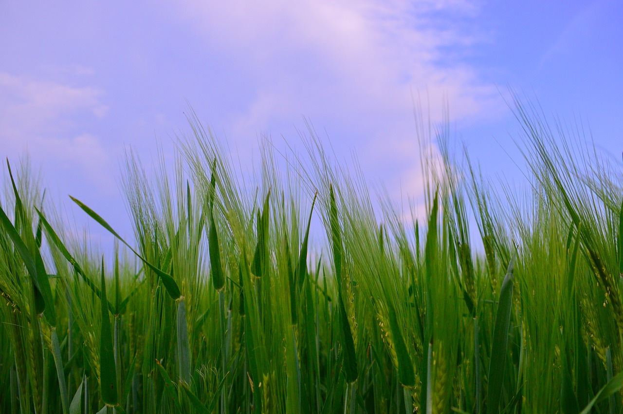 lawn  field  meadow free photo